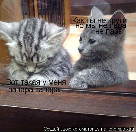Котоматрица: Как ты не крути но мы не пара не пара Вот такая у меня
