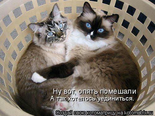 Котоматрица: Ну вот, опять помешали А так хотелось уединиться.