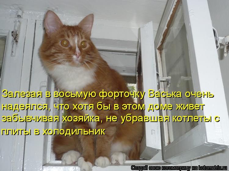 Залезая в восьмую форточку Васька очень надеялся, что хотя бы в этом доме живет забывчивая хозяйка, н... Котоматрица: Залезая в восьмую форточку Васька очень надеялся, что хотя бы в этом доме живет забывчивая хозяйка, не убравшая котлеты с плиты в холодильн