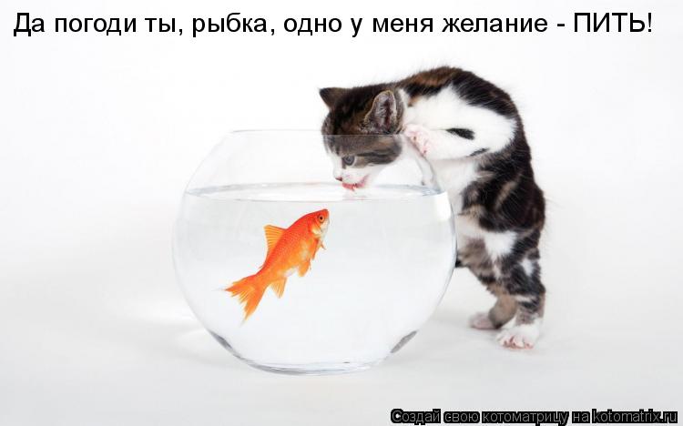 Да погоди ты, рыбка, одно у меня желание - ПИТЬ!