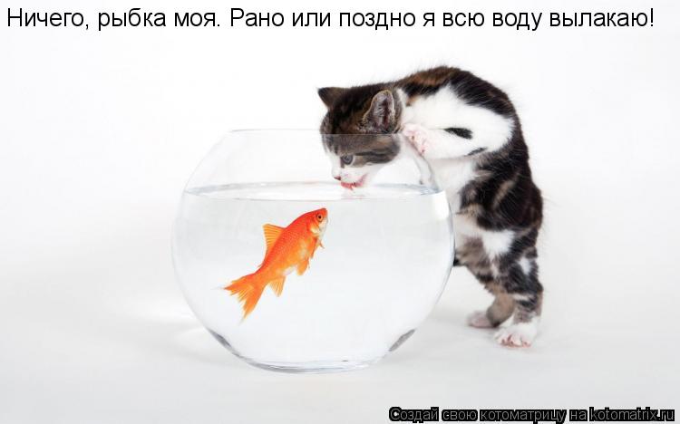 Котоматрица: Ничего, рыбка моя. Рано или поздно я всю воду вылакаю!