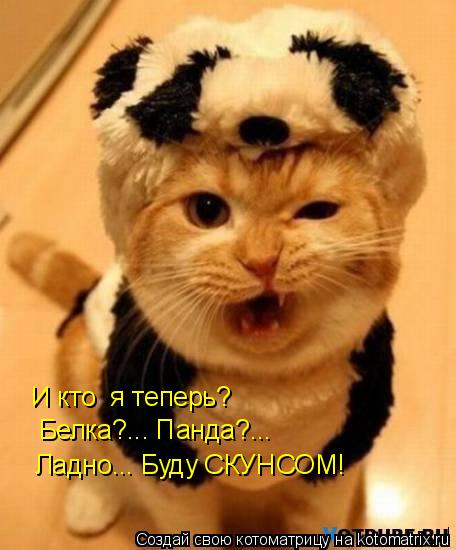 И кто я теперь? Белка?... Панда?... Ладно... Буду СКУНСОМ!... Котоматрица: И кто я теперь? Белка?... Панда?... Ладно... Буду СКУНСОМ!