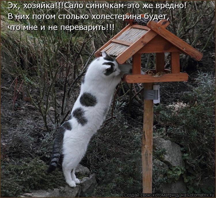 Эх, хозяйка!!!Сало синичкам-это же вредно! В них потом столько холестерина будет, что мне и не перева... Котоматрица: Эх, хозяйка!!!Сало синичкам-это же вредно! В них потом столько холестерина будет, что мне и не переварить!!!