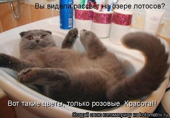 Вы видели рассвет на озере лотосов? Вот такие цветы, только розовые. Красота!!... Котоматрица: Вы видели рассвет на озере лотосов? Вот такие цветы, только розовые. Красота!!