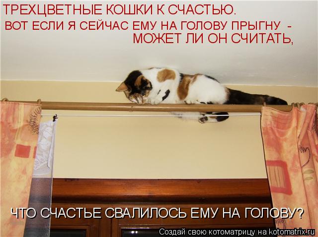 Котоматрица: ТРЕХЦВЕТНЫЕ КОШКИ К СЧАСТЬЮ.  ВОТ ЕСЛИ Я СЕЙЧАС ЕМУ НА ГОЛОВУ ПРЫГНУ  - МОЖЕТ ЛИ ОН СЧИТАТЬ,  ЧТО СЧАСТЬЕ СВАЛИЛОСЬ ЕМУ НА ГОЛОВУ?