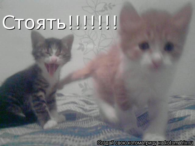 Котоматрица: Стоять!!!!!!!
