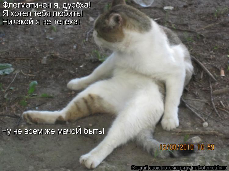 Флегматичен я, дурёха! Я хотел тебя любить! Никакой я не тетёха! Ну не всем же мачоЙ быть!... Котоматрица: Флегматичен я, дурёха! Я хотел тебя любить! Никакой я не тетёха! Ну не всем же мачоЙ быть!