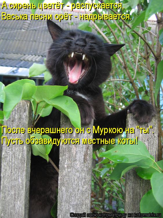 Котоматрица: После вчерашнего он с Муркою на "ты". Пусть обзавидуются местные коты! А сирень цветёт - распускается, Васька песни орёт - надрывается.