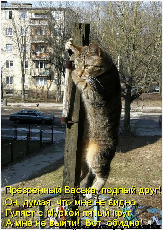 Котоматрица: Презренный Васька, подлый друг! Он, думая, что мне не видно, Гуляет с Муркой пятый круг, А мне не выйти!  Вот  обидно!