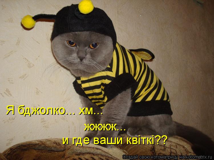 Я бджолко... хм... жжжж... и где ваши квiткi??... Котоматрица: Я бджолко... хм... жжжж... и где ваши квiткi??