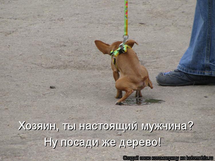 Хозяин, ты настоящий мужчина? Ну посади же дерево!... Котоматрица: Хозяин, ты настоящий мужчина? Ну посади же дерево!
