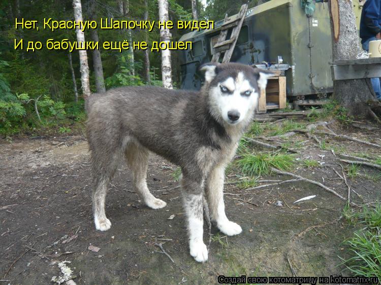 Котоматрица: Нет, Красную Шапочку не видел И до бабушки ещё не дошел