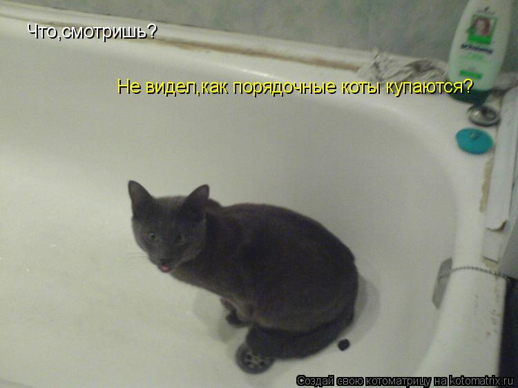 Что,смотришь? Не видел,как порядочные коты купаются?... Котоматрица: Что,смотришь? Не видел,как порядочные коты купаются?