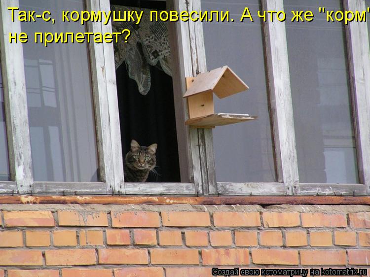 Так-с, кормушку повесили. А что же "корм" не прилетает?... Котоматрица: Так-с, кормушку повесили. А что же "корм" не прилетает?