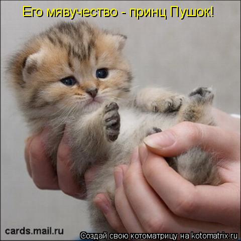 Котоматрица: Его мявучество - принц Пушок!