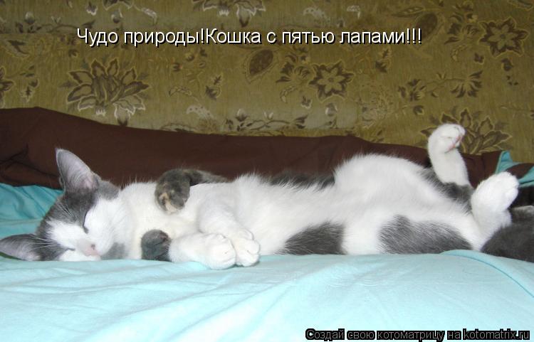 Котоматрица: Чудо природы!Кошка с пятью лапами!!!