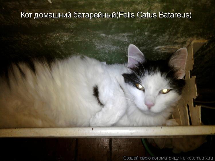 Котоматрица: Кот домашний батарейный(Felis Catus Batareus)