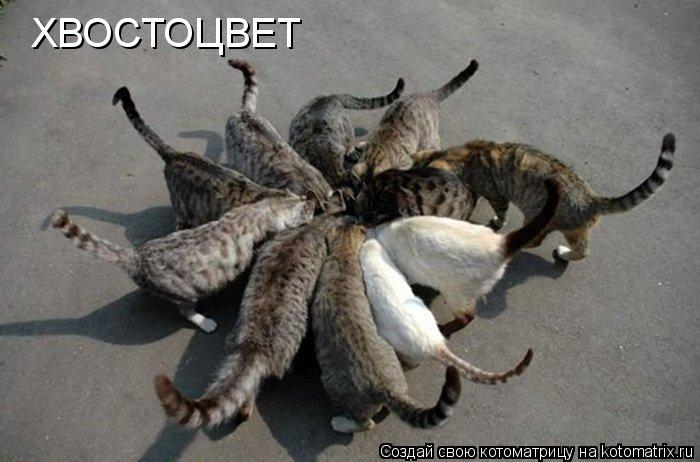 ХВОСТОЦВЕТ... Котоматрица: ХВОСТОЦВЕТ