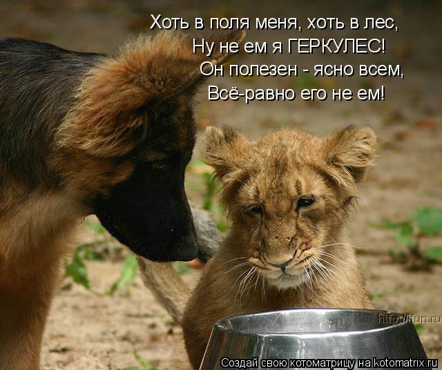 Хоть в поля меня, хоть в лес, Ну не ем я ГЕРКУЛЕС! Он полезен - ясно всем, Всё-равно его не ем!... Котоматрица: Хоть в поля меня, хоть в лес, Ну не ем я ГЕРКУЛЕС! Он полезен - ясно всем, Всё-равно его не ем!