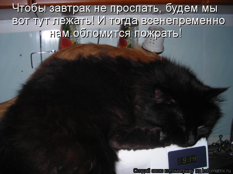 Чтобы завтрак не проспать, будем мы вот тут лежать! И тогда всенепременно нам обломится пожрать!... Котоматрица: Чтобы завтрак не проспать, будем мы вот тут лежать! И тогда всенепременно нам обломится пожрать!