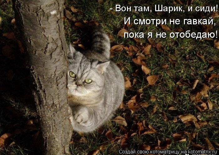 И смотри не гавкай, пока я не отобедаю! - Вон там, Шарик, и сиди!... Котоматрица: И смотри не гавкай, пока я не отобедаю! - Вон там, Шарик, и сиди!
