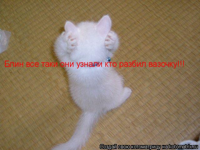 Котоматрица: Блин все таки они узнали кто разбил вазочку!!!