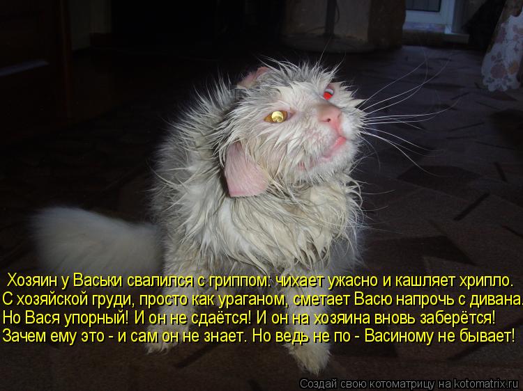 Котоматрица: Хозяин у Васьки свалился с гриппом: чихает ужасно и кашляет хрипло.  С хозяйской груди, просто как ураганом, сметает Васю напрочь с дивана.  Н