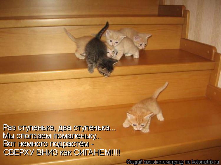 Раз ступенька, два ступенька... Мы сползаем помаленьку... Вот немного подрастём - Вот немного подрас... Котоматрица: Раз ступенька, два ступенька... Мы сползаем помаленьку... Вот немного подрастём - Вот немного подрастём - СВЕРХУ ВНИЗ как СИГАНЕМ!!!!
