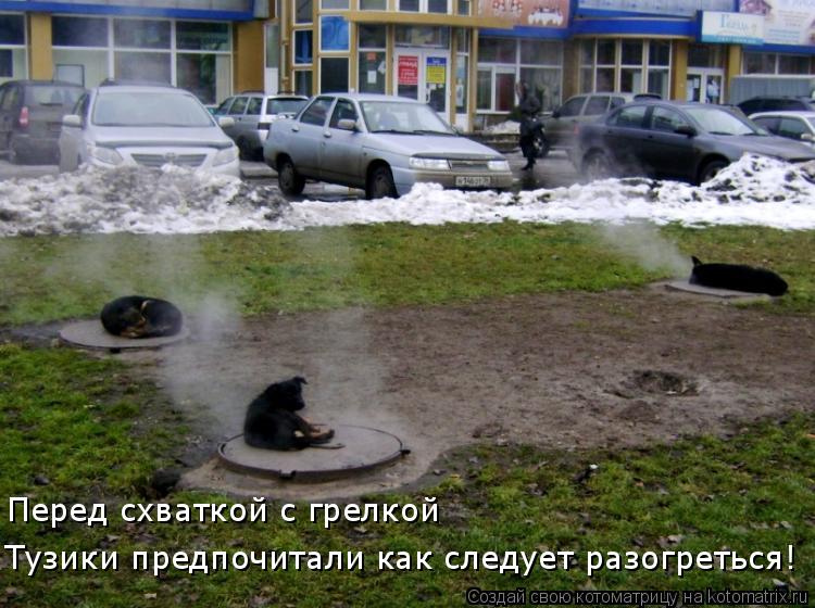 Тузики предпочитали как следует разогреться! Перед схваткой с грелкой... Котоматрица: Тузики предпочитали как следует разогреться! Перед схваткой с грелкой