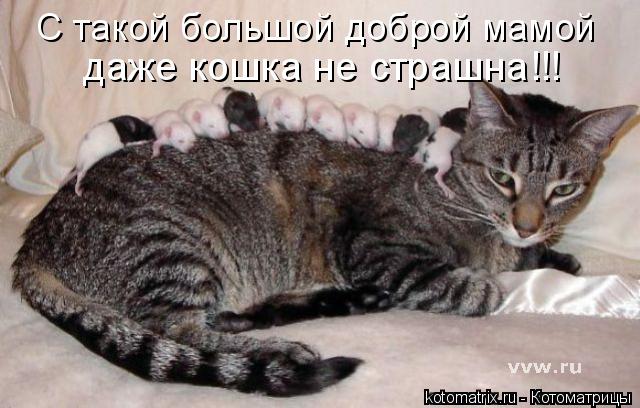 Котоматрица: даже кошка не страшна!!! С такой большой доброй мамой