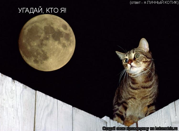 Котоматрица: УГАДАЙ, КТО Я!  (ответ - я ЛУННЫЙ КОТИК)