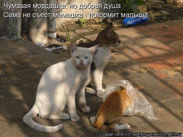 Чумазая мордашка, но добрая душа Сама не съест мамашка - покормит малыша... Котоматрица: Чумазая мордашка, но добрая душа Сама не съест мамашка - покормит малыша