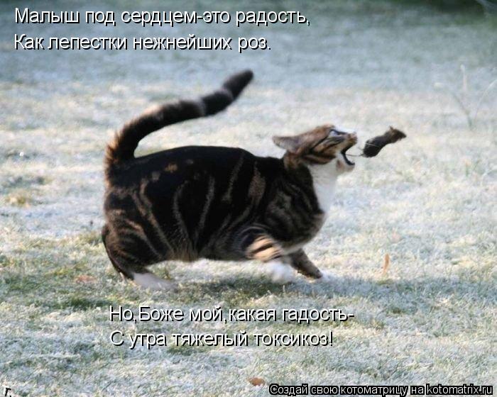 Малыш под сердцем-это радость, Как лепестки нежнейших роз. Но,Боже мой,какая гадость- С утра тяжелый ... Котоматрица: Малыш под сердцем-это радость, Как лепестки нежнейших роз. Но,Боже мой,какая гадость- С утра тяжелый токсикоз!