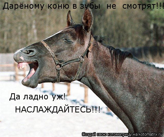Котоматрица: Дарёному коню в зубы  не  смотрят!!! Да ладно уж!  НАСЛАЖДАЙТЕСЬ!!!