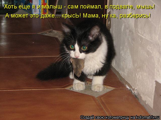 Котоматрица: Хоть еще я и малыш - сам поймал, в подвале, мышь!  А может это даже... крысЬ! Мама, ну ка, разберись!