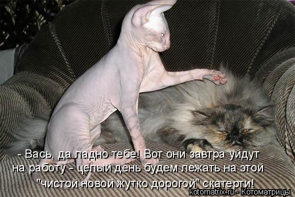 Котоматрица: - Вась, да ладно тебе! Вот они завтра уйдут на работу - целый день будем лежать на этой  "чистой новой жутко дорогой" скатерти!