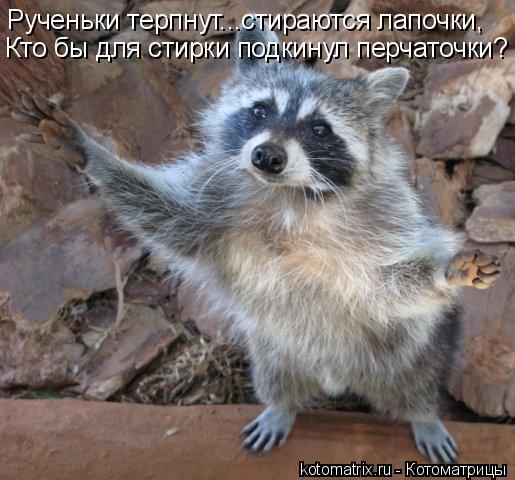 Кто бы для стирки подкинул перчаточки? Рученьки терпнут...стираются лапочки,... Котоматрица: Кто бы для стирки подкинул перчаточки? Рученьки терпнут...стираются лапочки,