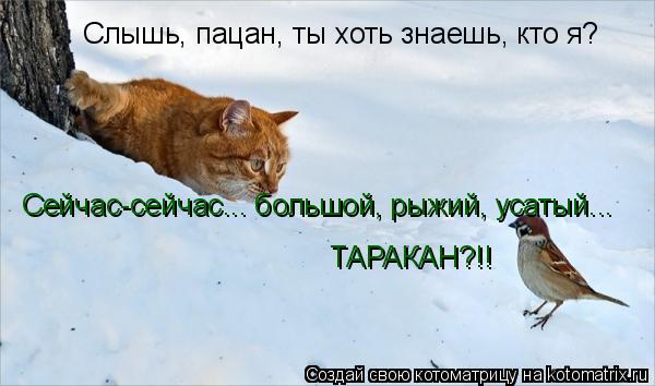 Слышь, пацан, ты хоть знаешь, кто я? Сейчас-сейчас... большой, рыжий, усатый... ТАРАКАН?!!... Котоматрица: Слышь, пацан, ты хоть знаешь, кто я? Сейчас-сейчас... большой, рыжий, усатый... ТАРАКАН?!!