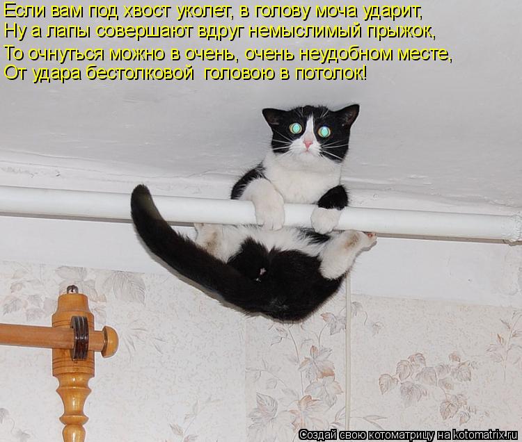 Котоматрица: Ну а лапы совершают вдруг немыслимый прыжок, То очнуться можно в очень, очень неудобном месте, То очнуться можно в очень, очень неудобном ме