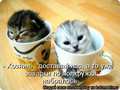 Котоматрица: - Хозяин... доставай нас, а то уже заварки по полкружки набралось...