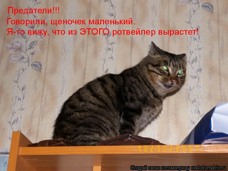 Предатели!!! Говорили, щеночек маленький. Я-то вижу, что из ЭТОГО ротвейлер вырастет!... Котоматрица: Предатели!!! Говорили, щеночек маленький. Я-то вижу, что из ЭТОГО ротвейлер вырастет!