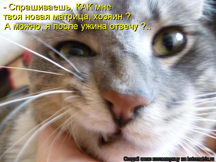 Котоматрица: - Спрашиваешь, КАК мне  твоя новая матрица, хозяин ? А можно, я после ужина отвечу ?..