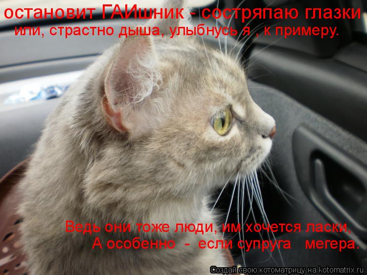 Котоматрица: остановит ГАИшник - состряпаю глазки или, страстно дыша, улыбнусь я , к примеру. Ведь они тоже люди, им хочется ласки,  А особенно  -  если супру