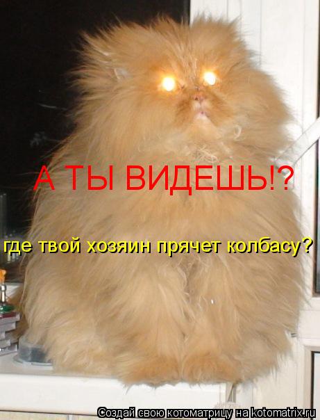 А ТЫ ВИДЕШЬ!? где твой хозяин прячет колбасу?... Котоматрица: А ТЫ ВИДЕШЬ!? где твой хозяин прячет колбасу?