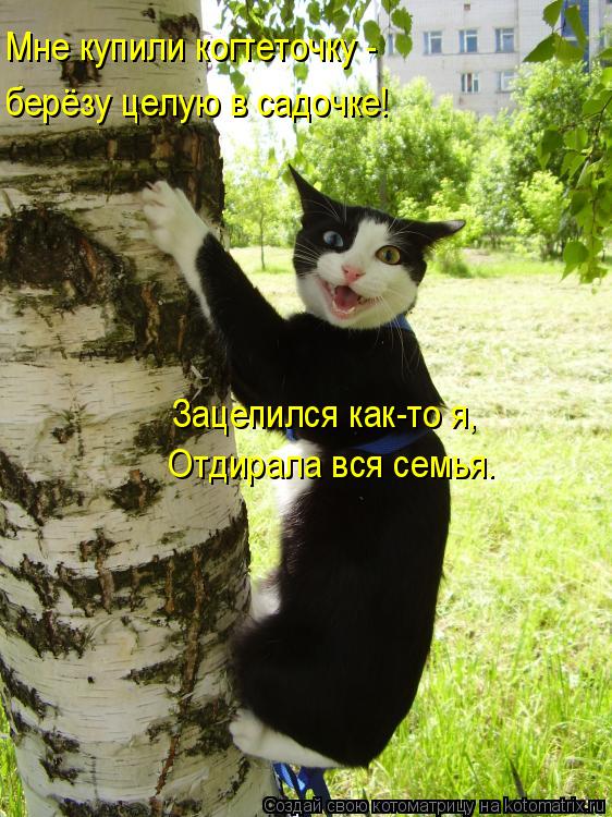 берёзу целую в садочке! Мне купили когтеточку - Зацепился как-то я, Отдирала вся семья.... Котоматрица: берёзу целую в садочке! Мне купили когтеточку - Зацепился как-то я, Отдирала вся семья.