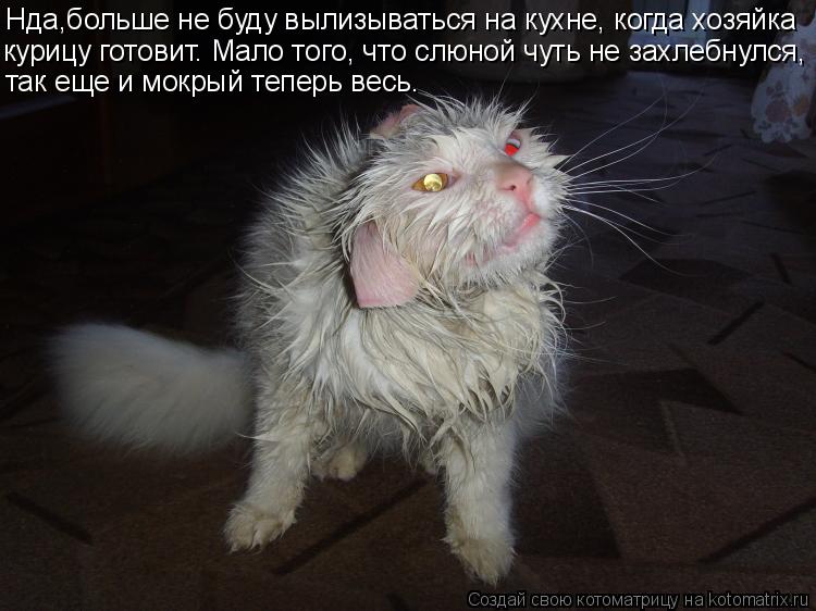 Нда,больше не буду вылизываться на кухне, когда хозяйка курицу готовит. Мало того, что слюной чуть не... Котоматрица: Нда,больше не буду вылизываться на кухне, когда хозяйка курицу готовит. Мало того, что слюной чуть не захлебнулся, так еще и мокрый теперь ве