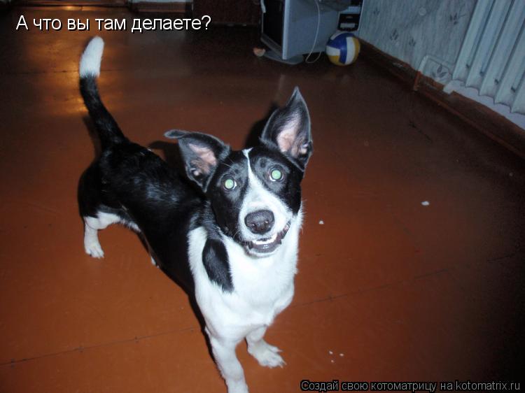 А что вы там делаете?... Котоматрица: А что вы там делаете?