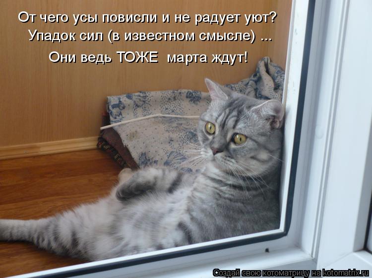 Котоматрица: От чего усы повисли и не радует уют? Упадок сил (в известном смысле) ... Они ведь ТОЖЕ  марта ждут!