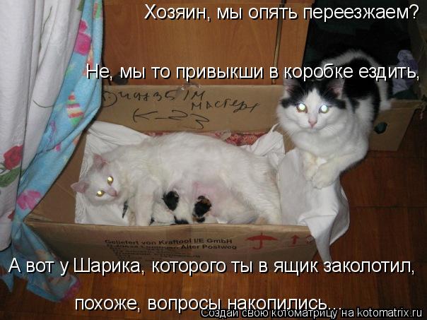 Котоматрица: Хозяин, мы опять переезжаем? Не, мы то привыкши в коробке ездить, А вот у Шарика, которого ты в ящик заколотил,  похоже, вопросы накопились...