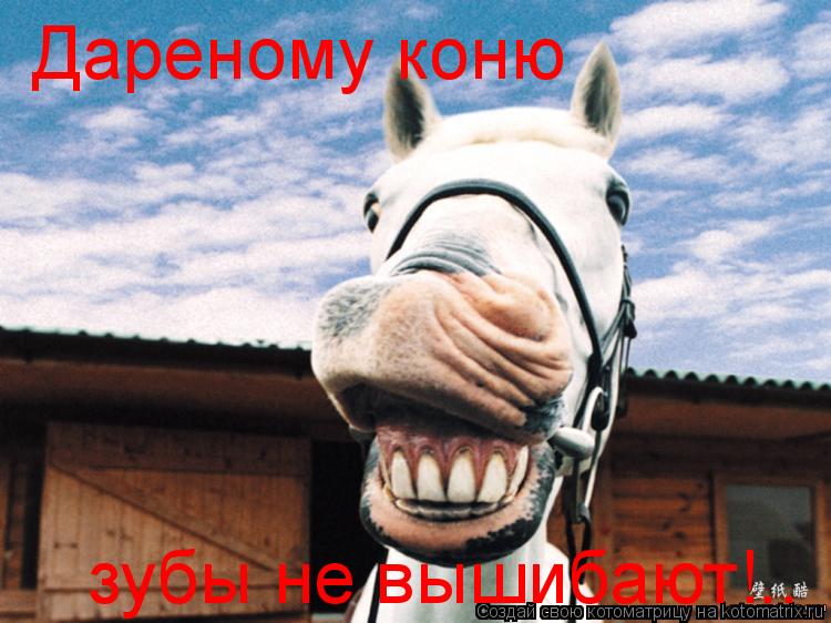 Котоматрица: Дареному коню зубы не вышибают!..